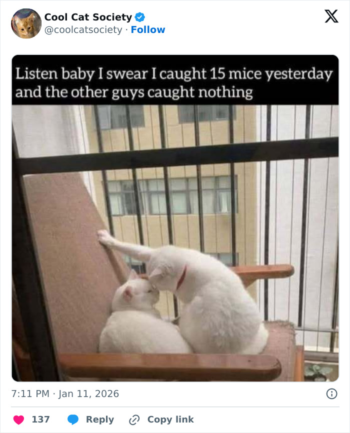 Here’s Why Cats Totally Own the Internet (And It’s Hilarious)