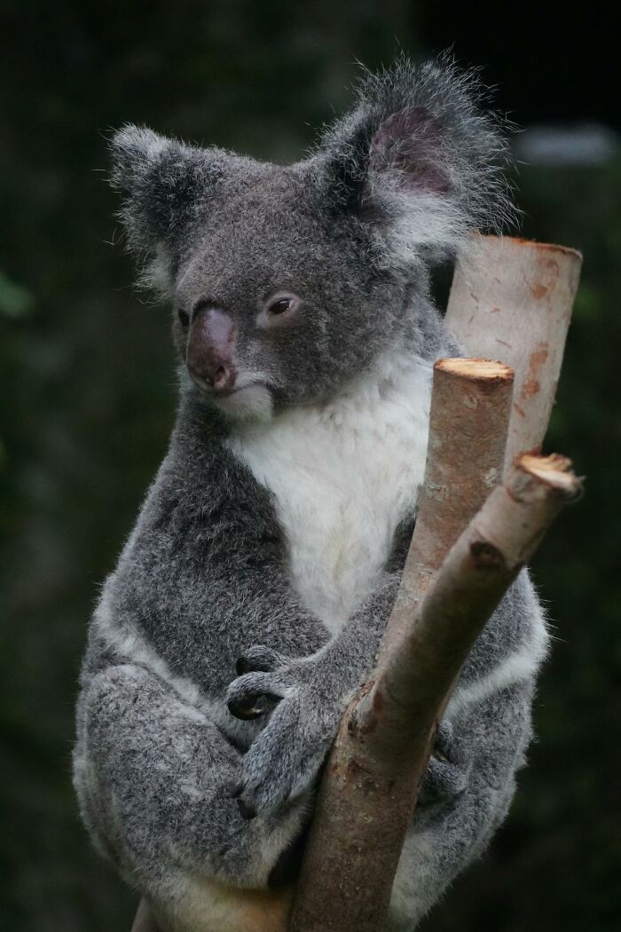 Australia’s Hunt for the Elusive Drop Bear