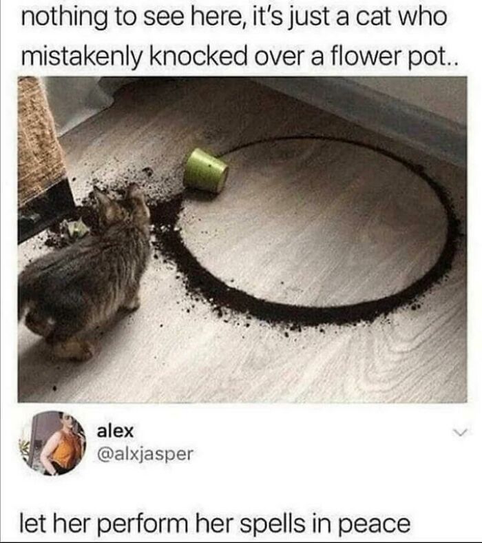 Cat's Got Magical Skills!