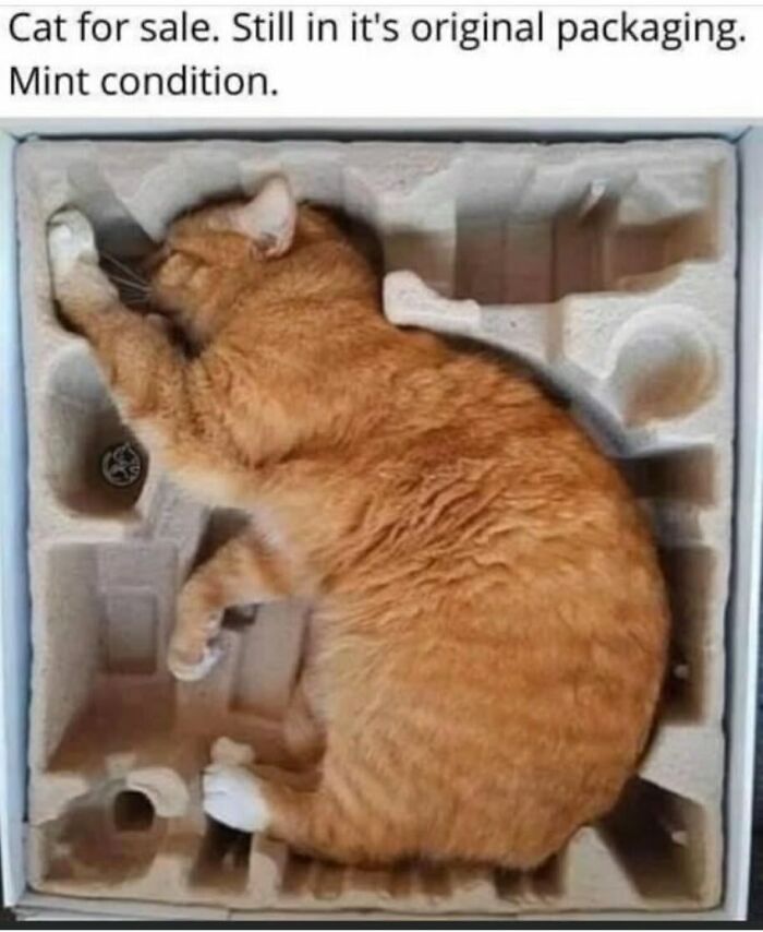 The Wildest, Most Relatable Memes That Nail Everyday Life