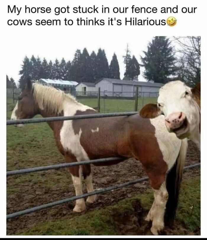 The Wildest, Most Relatable Memes That Nail Everyday Life