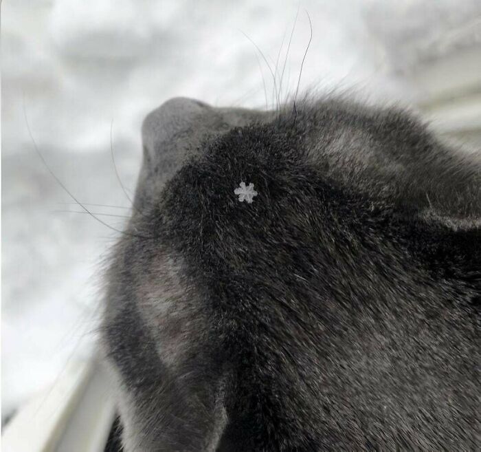 Cats vs Snow: The Ultimate Showdown