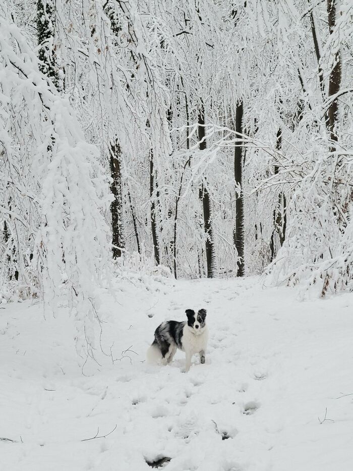 Germany Gets Fluffy: Snow Edition