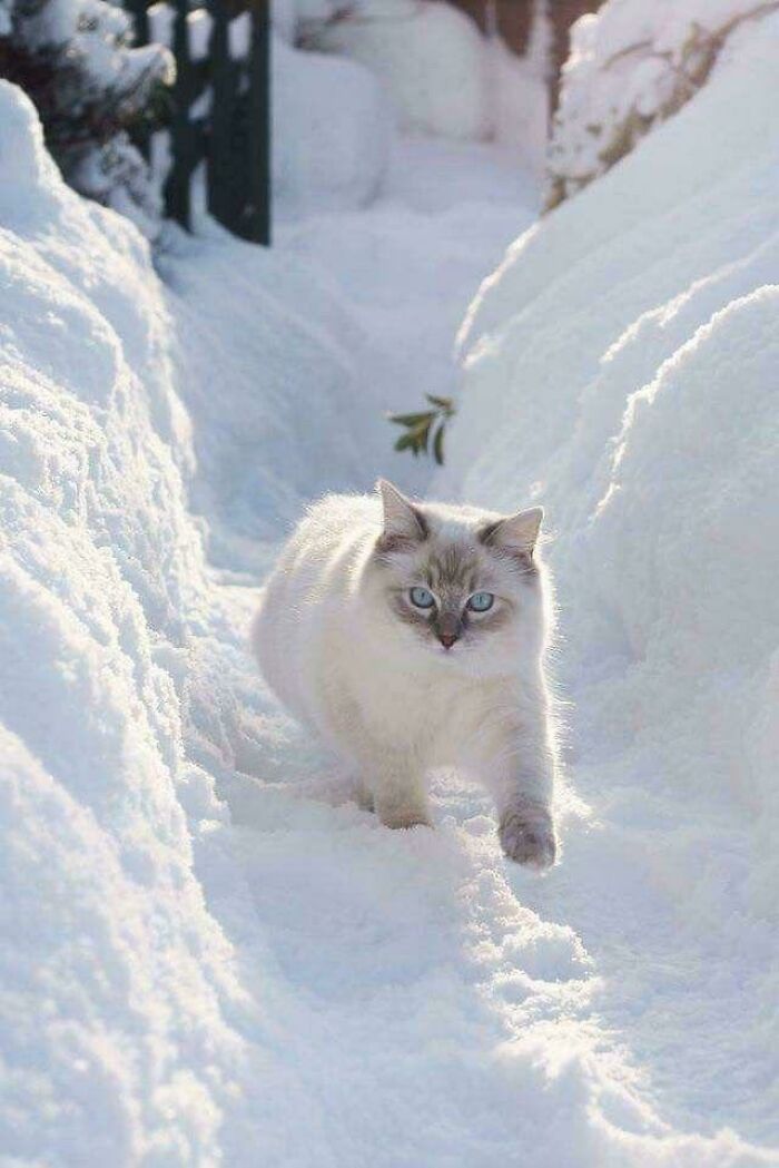 Hey, He’s Walking Through Snow!