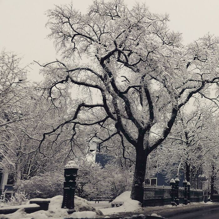 Gothic Snow, Because Why Not?