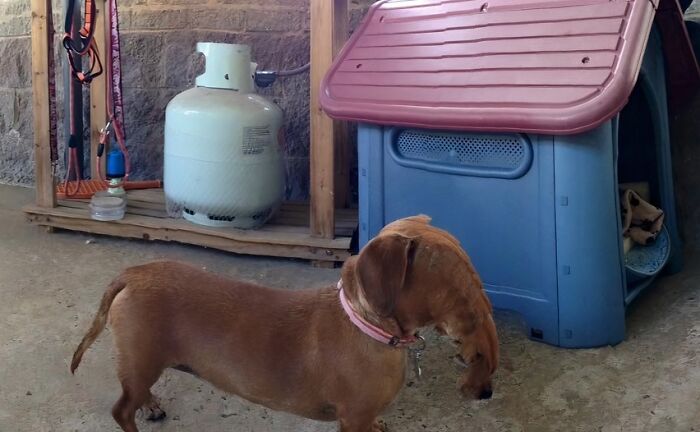 Panorama Attempt on a Dachshund? Prepare for Freaky!