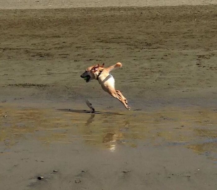 Panorama + Dog Running Into Frame = Chaos