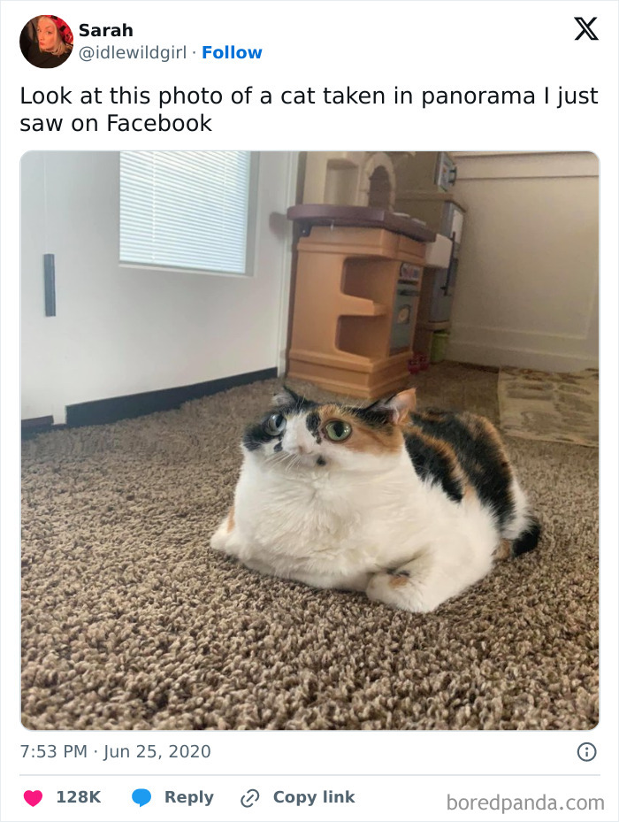 Mushy Cat Alert: Panorama Edition