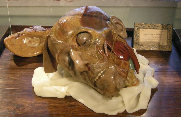 46 Weird Medical Facts That’ll Make You Go Huh?