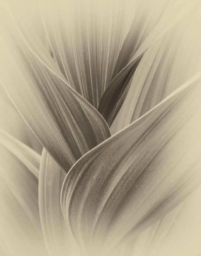 “Sculptural Botanic” By David Cook