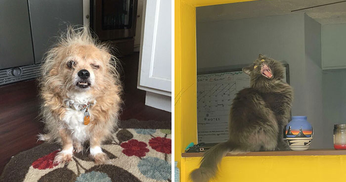 Wait Till You See These Animals Making the Goofiest Faces Ever