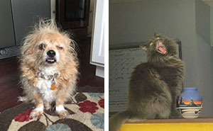 Wait Till You See These Animals Making the Goofiest Faces Ever