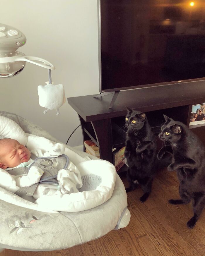 When Twin Cats Meet Their New Baby Brother – Priceless Reactions!