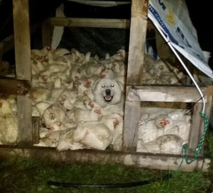 Farm Drama! Flock Can’t Sleep Together, One Night Their Dog Crashed the Party