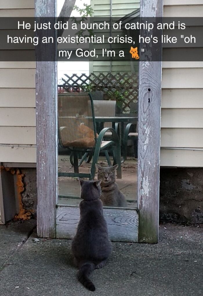 Catnip Hit Hard: He Saw Himself in the Mirror and Knew He Was a Cat