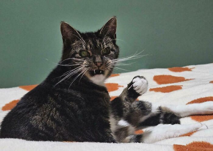 What On Earth Is Happening in this Pet Cemetery?