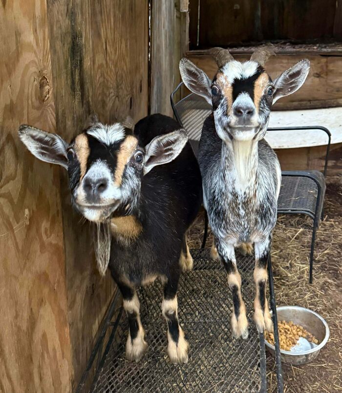 These Faces Greeted Me at the Goat Shelter. Did I Bring Treats? Yup!