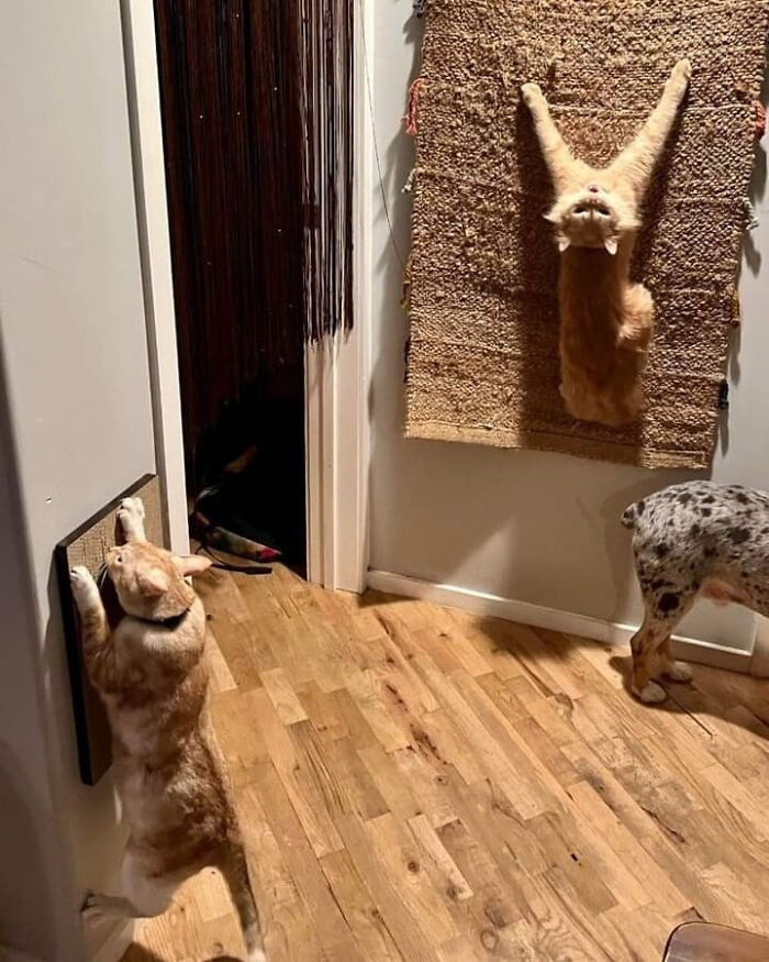 Is This an Art Installation or Just a Cool Animal Moment?