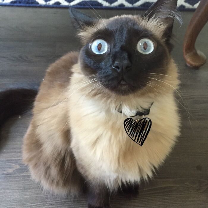 That 'Did I Leave the Stove On?' Look—Classic Cat