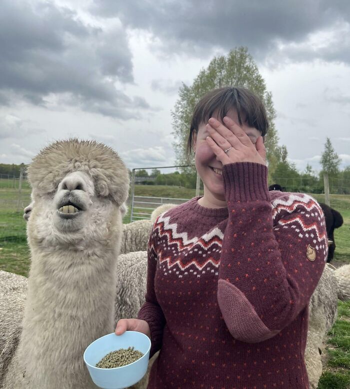 My Wife Had a Moment with This Derpy Alpaca—Pure Magic