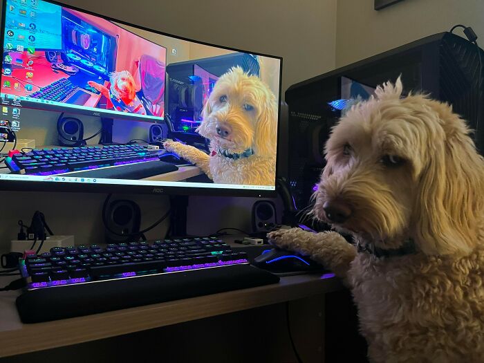 My Girlfriend’s Favorite Hobby? Making My Dog Pose Using the Computer