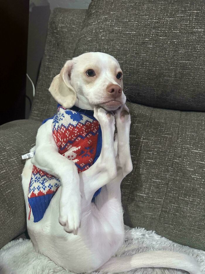 Wait Till You See These Animals Making the Goofiest Faces Ever