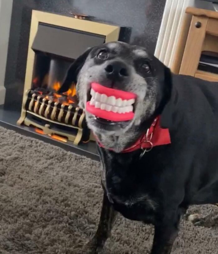 Wait Till You See These Animals Making the Goofiest Faces Ever