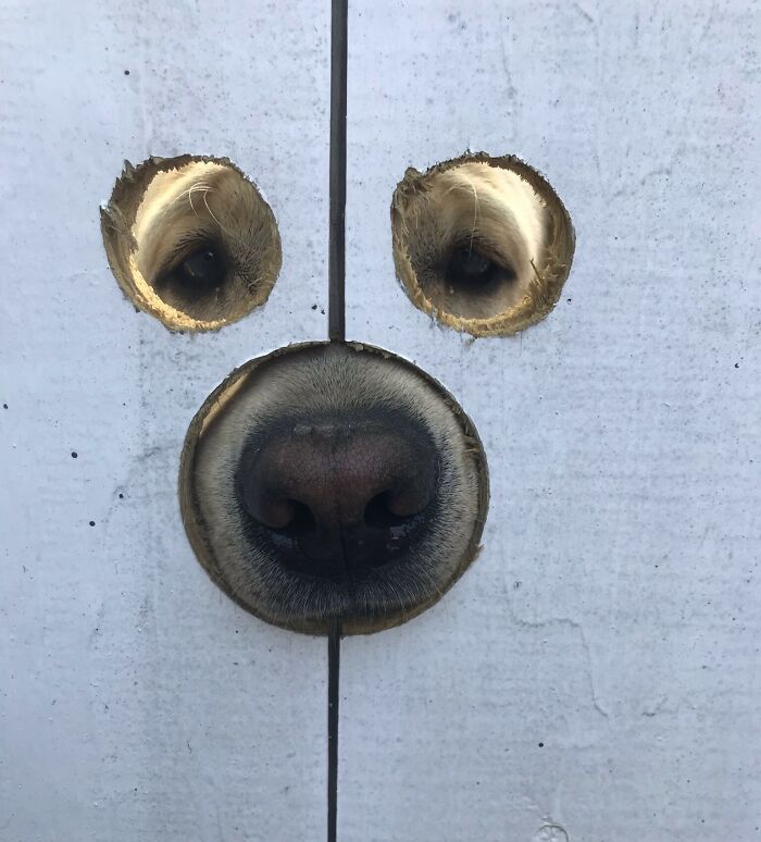 Wait Till You See These Animals Making the Goofiest Faces Ever