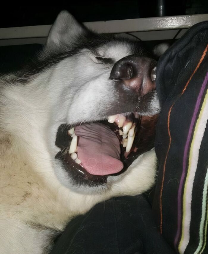 Wait Till You See These Animals Making the Goofiest Faces Ever