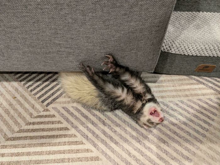 Wait Till You See These Animals Making the Goofiest Faces Ever