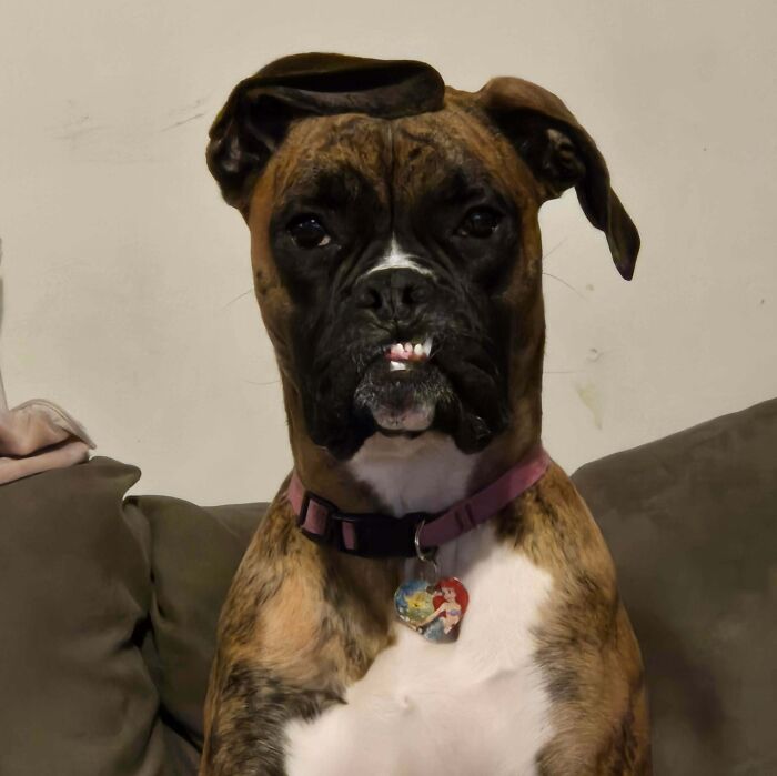 Wait Till You See These Animals Making the Goofiest Faces Ever