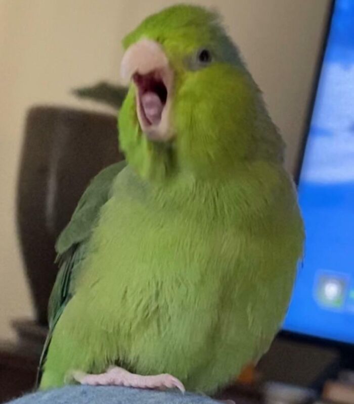 Wait Till You See These Animals Making the Goofiest Faces Ever