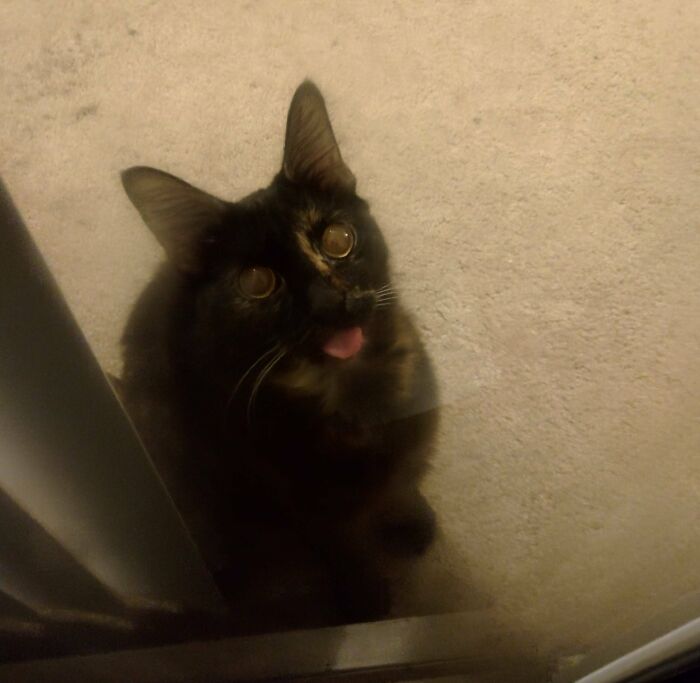 Wait Till You See These Animals Making the Goofiest Faces Ever