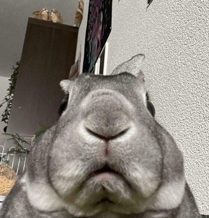 Wait Till You See These Animals Making the Goofiest Faces Ever