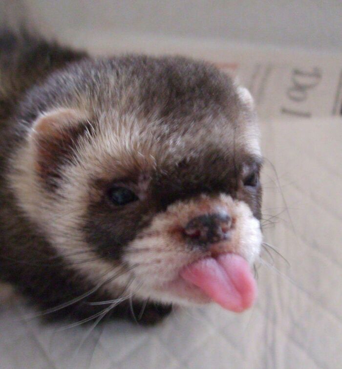 Wait Till You See These Animals Making the Goofiest Faces Ever