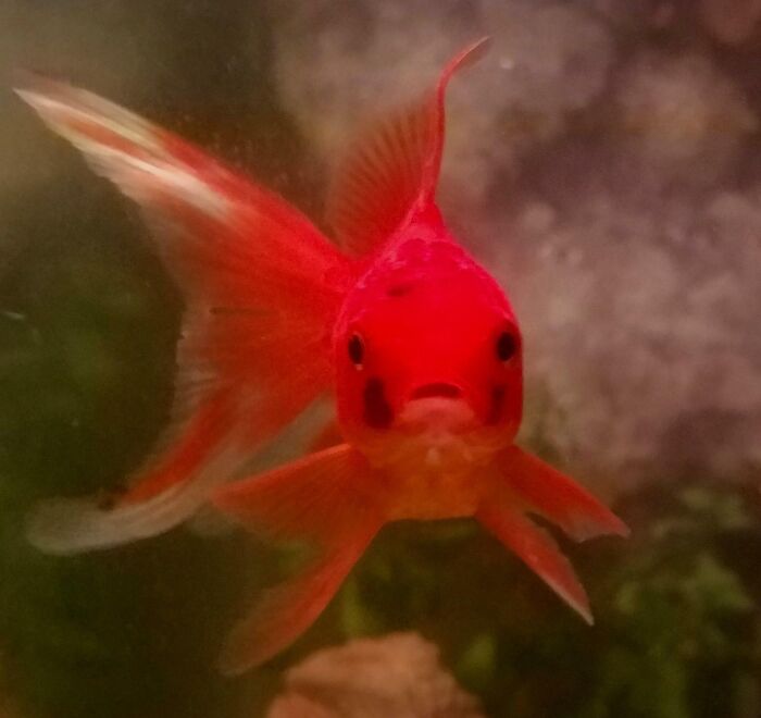 Wait Till You See These Animals Making the Goofiest Faces Ever