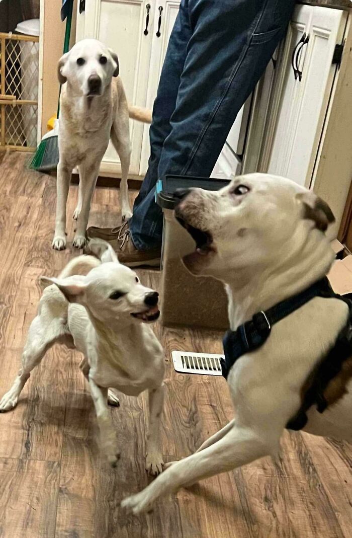 Wait Till You See These Animals Making the Goofiest Faces Ever