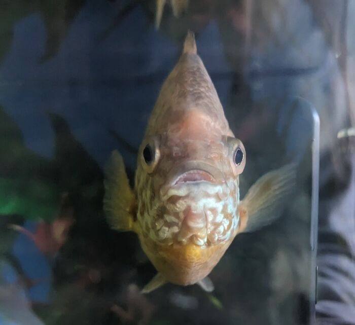 Wait Till You See These Animals Making the Goofiest Faces Ever