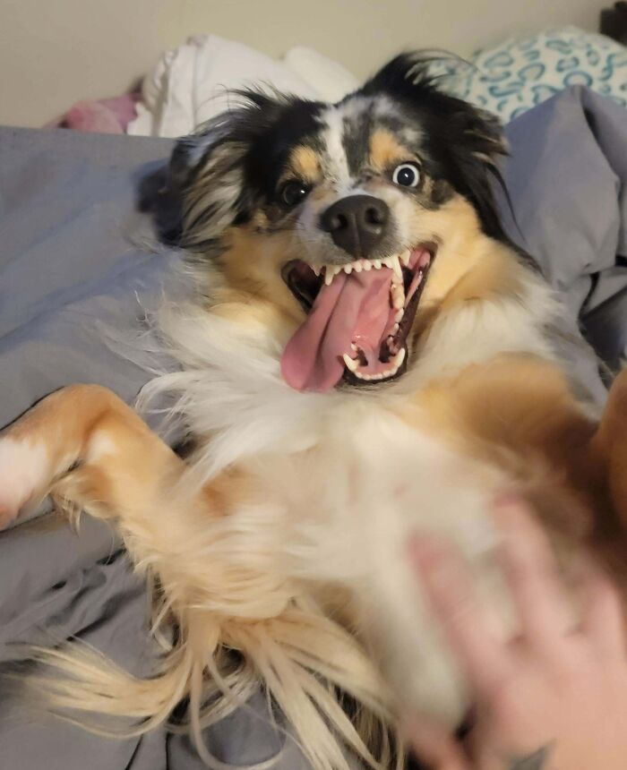 Wait Till You See These Animals Making the Goofiest Faces Ever