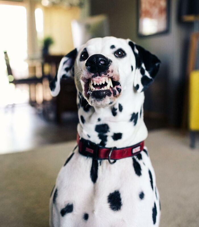 Wait Till You See These Animals Making the Goofiest Faces Ever