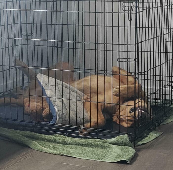 Wait Till You See These Animals Making the Goofiest Faces Ever