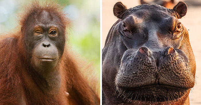 Wildlife Photos So Real, You’ll Swear The Animals Were Just Chillin’