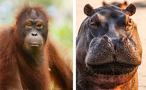 Wildlife Photos So Real, You’ll Swear The Animals Were Just Chillin’