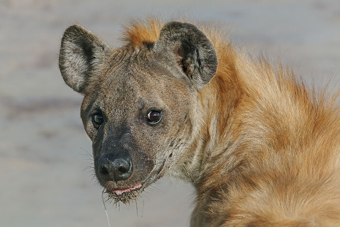 Curious or Suspicious? The Hyena Edition