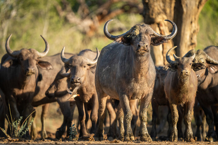 The Morning Crowd (No Tickets Needed)