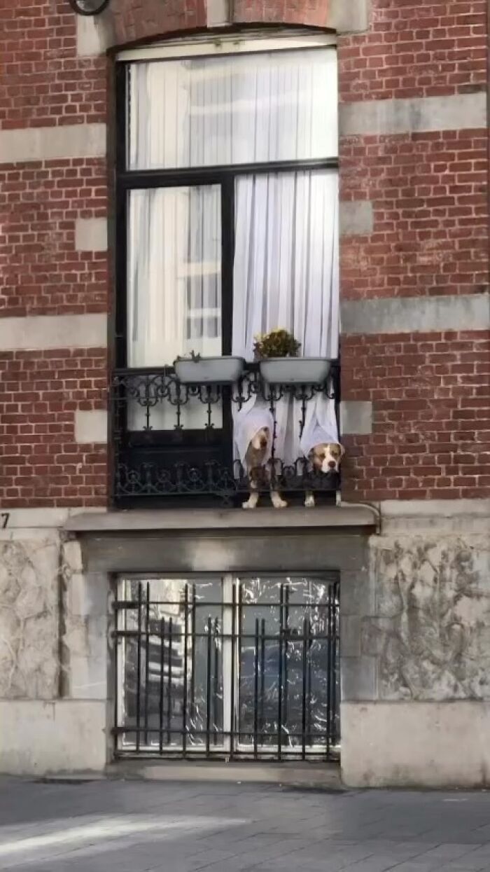 25 Weirdest Street Scenes in Brussels That Will Make You Say 'Wait, What?!'