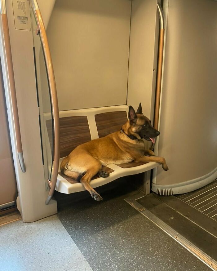 25 Weirdest Street Scenes in Brussels That Will Make You Say 'Wait, What?!'