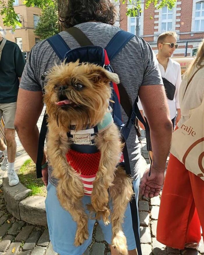 25 Weirdest Street Scenes in Brussels That Will Make You Say 'Wait, What?!'