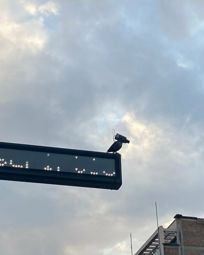 25 Weirdest Street Scenes in Brussels That Will Make You Say 'Wait, What?!'