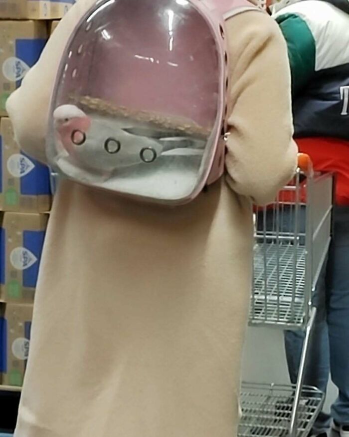 25 Weirdest Street Scenes in Brussels That Will Make You Say 'Wait, What?!'